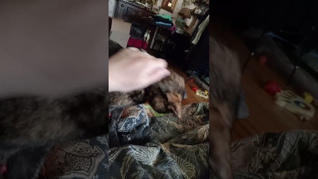💖🐕Варюша и Наташа,с Добрым Утром 💞💖🤗