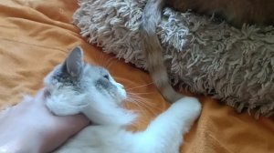 котик из моего дома