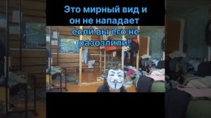 Снюсоед комнатный