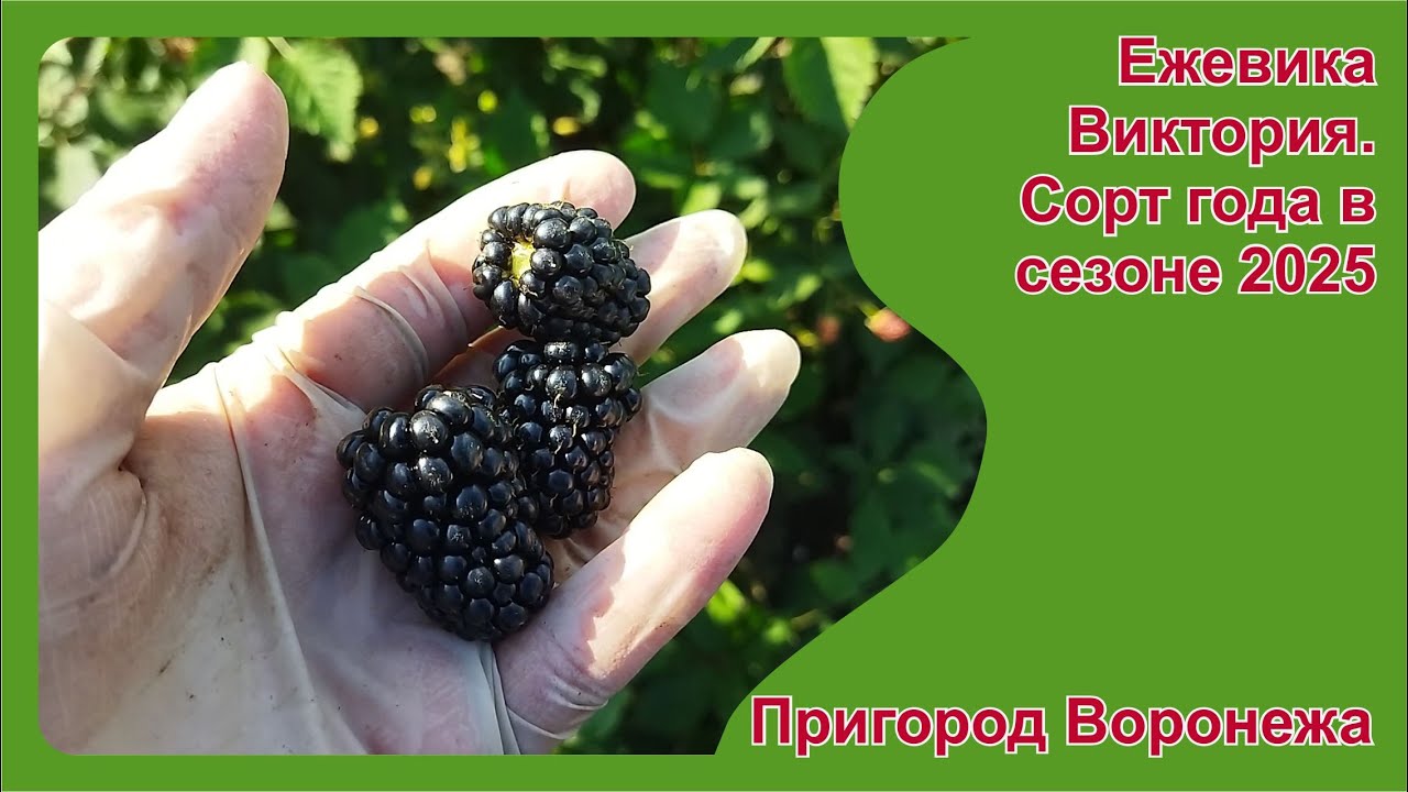Ежевика Виктория  Сорт года сезона 2025 г  Пригород Воронежа