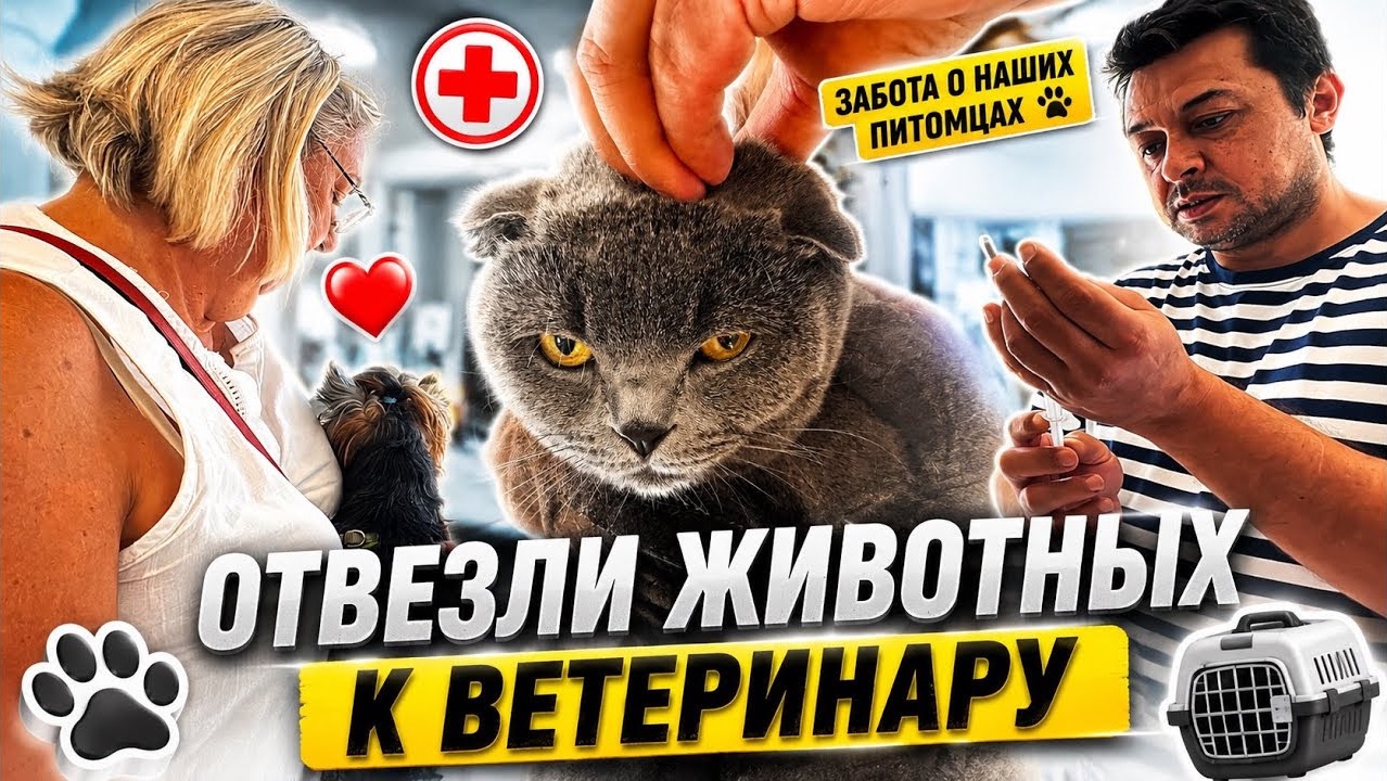 🥺ОТВЕЗЛИ ЖИВОТНЫХ К ВЕТЕРИНАРУ.