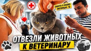 🥺ОТВЕЗЛИ ЖИВОТНЫХ К ВЕТЕРИНАРУ.