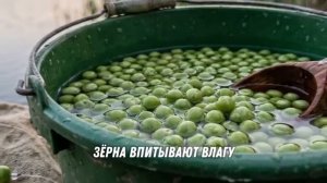 Карп в Июне: Забудь про обычные Бойлы! Лови на ЭТО…