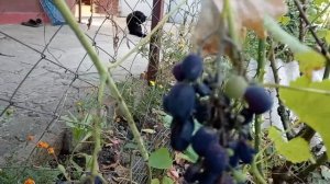 Жара моим цветам  не помеха.