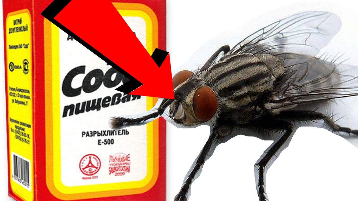 Как избавиться от мух За 3 Секунды! !!!! !