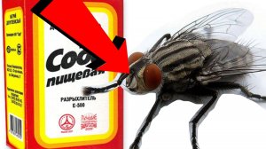 Как избавиться от мух За 3 Секунды! !!!! !