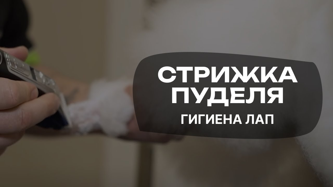 Гигиеническая стрижка лап пуделя