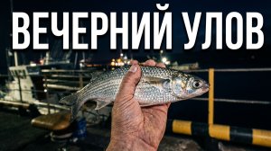 Вечерняя рыбалка, ловля кефали в Имеретинском порту // рыбалка в Сочи