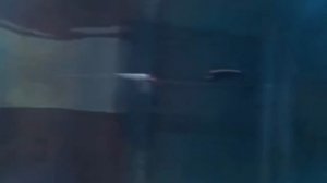 🎬Глубокое синее море