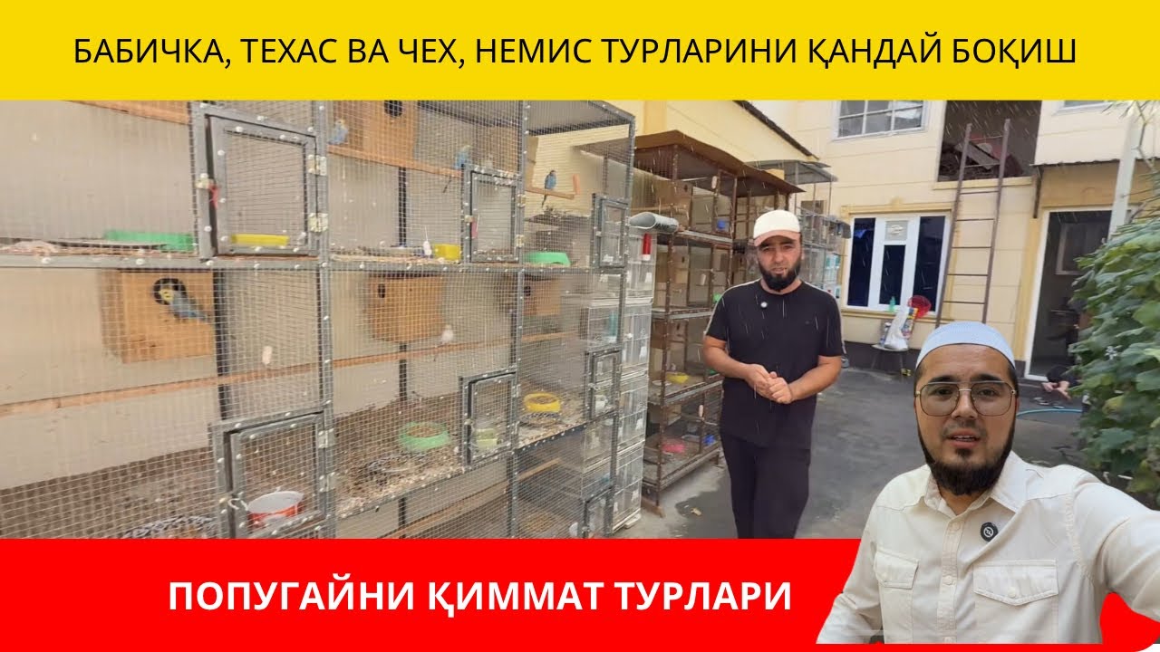 ПОПУГАЙ БОҚИШ ВА НАРХЛАРИ | ПОПУГАЙНИ ҚИИМАТ ТУРЛАРИ БАБИЧКА, НЕМИС, ТЕХАС, ТУРЛАРИ