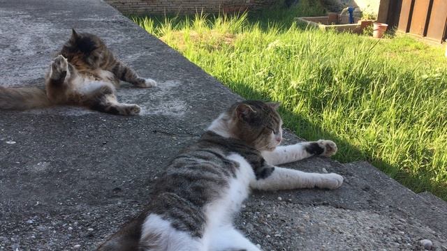 Кошечка Муся и кот Васька
