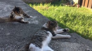 Кошечка Муся и кот Васька