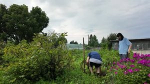 Огород,собираем урожай. Готовлю сливовый пирог