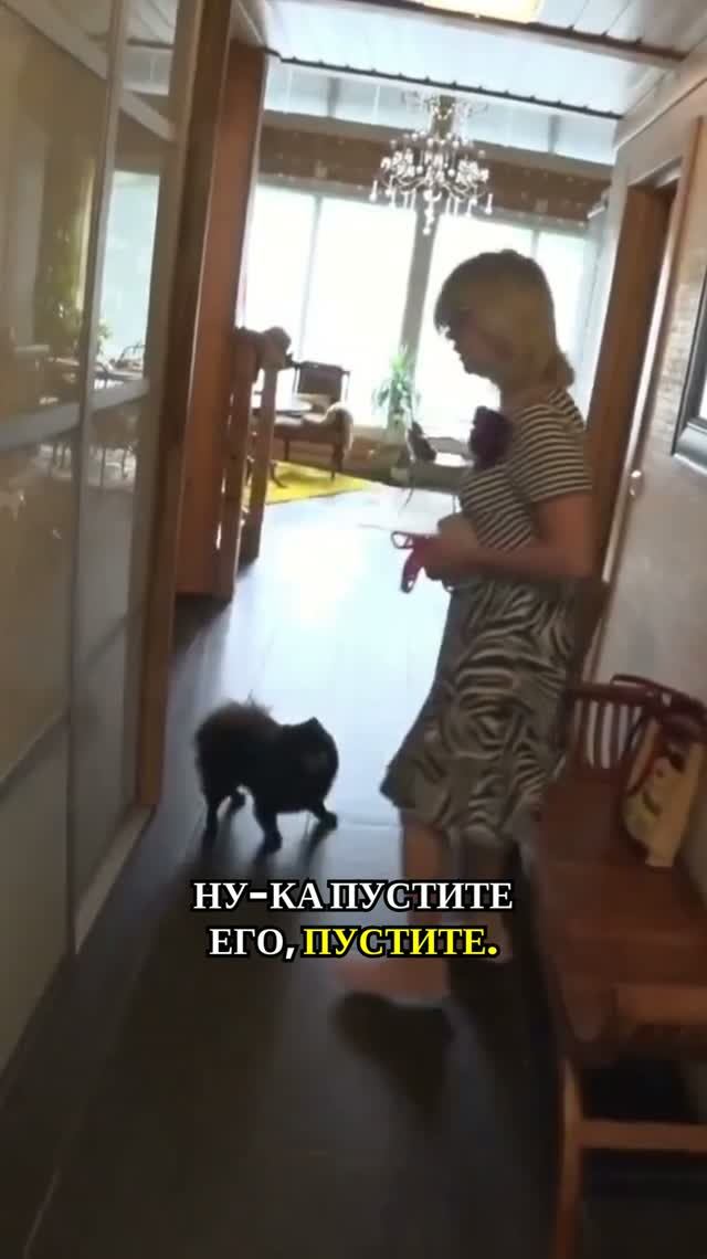 Собака кусается, но это не агрессия