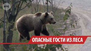Эксперт объяснил причины выходов медведей к людям в Иркутской области