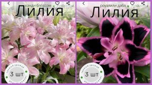 14-08-2026💥Влог💥пятница 💥купила лилии на вб