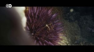 Шёпот замли часть4. Док.фильм. Животные.