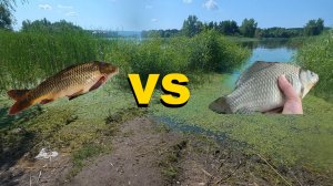 Сазан vs Карась секрет бровки в конце июня.