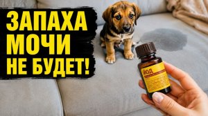 Запах мочи исчезнет! Простой способ, о котором многие не знают