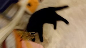 кошачие распаковки