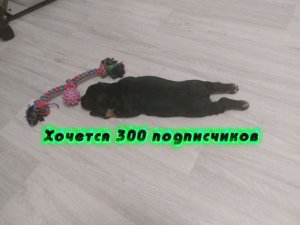 Хочется 300 подписчиков! 😎👍