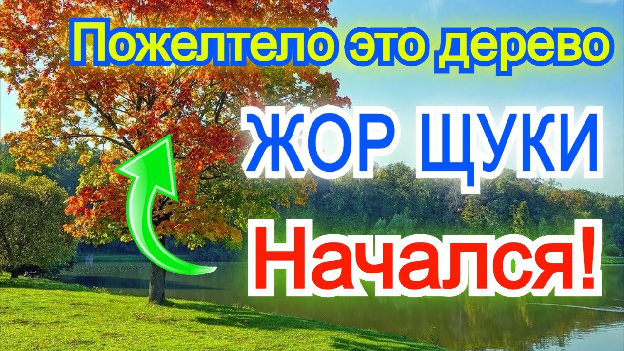 Как только пожелтело это дерево осенью начинается жор щуки Жор щуки в октябре