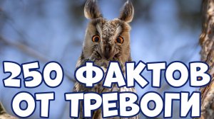 250 СПОКОЙНЫХ ФАКТОВ, КОТОРЫЕ ПОМОГУТ ПРИ ТРЕВОГЕ