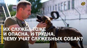 ПОГОНЫ НЕ НОСЯТ. Усы, лапы и хвост – главные «документы». Как готовят лохматый спецназ? Первые уроки