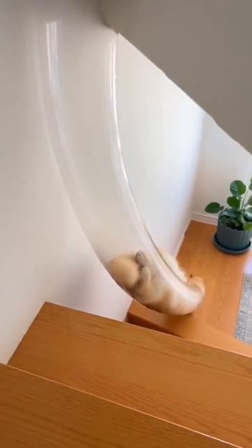 Котожидкость 😅😅😅