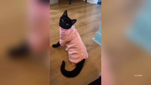 Random Cat Attacks, Zero Thoughts, Cats & Kids, Chaos & Black Cats | Funniest Cats