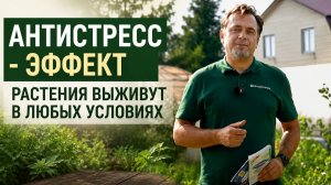 Как спасти растения от жары, дождей и погодного стресса