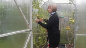 Опять зелёные помидоры. Подмосковная деревня.