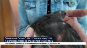 Стрижиные «мамы». Жительницы Иркутска и Шелехова массово спасают раненых птиц