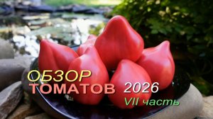 🍅Обзор коллекционных сортов ТОМАТОВ сезона 2026. VII часть