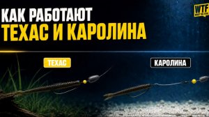 ТЕХАС И КАРОЛИНА — ВСЕ ЧТО НУЖНО ЗНАТЬ! ТЕСТЫ В АКВАРИУМЕ