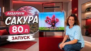 ЗАПУСК АКВАРИУМА 80 Л | Новая Тумба | Фильтр | Сакура
