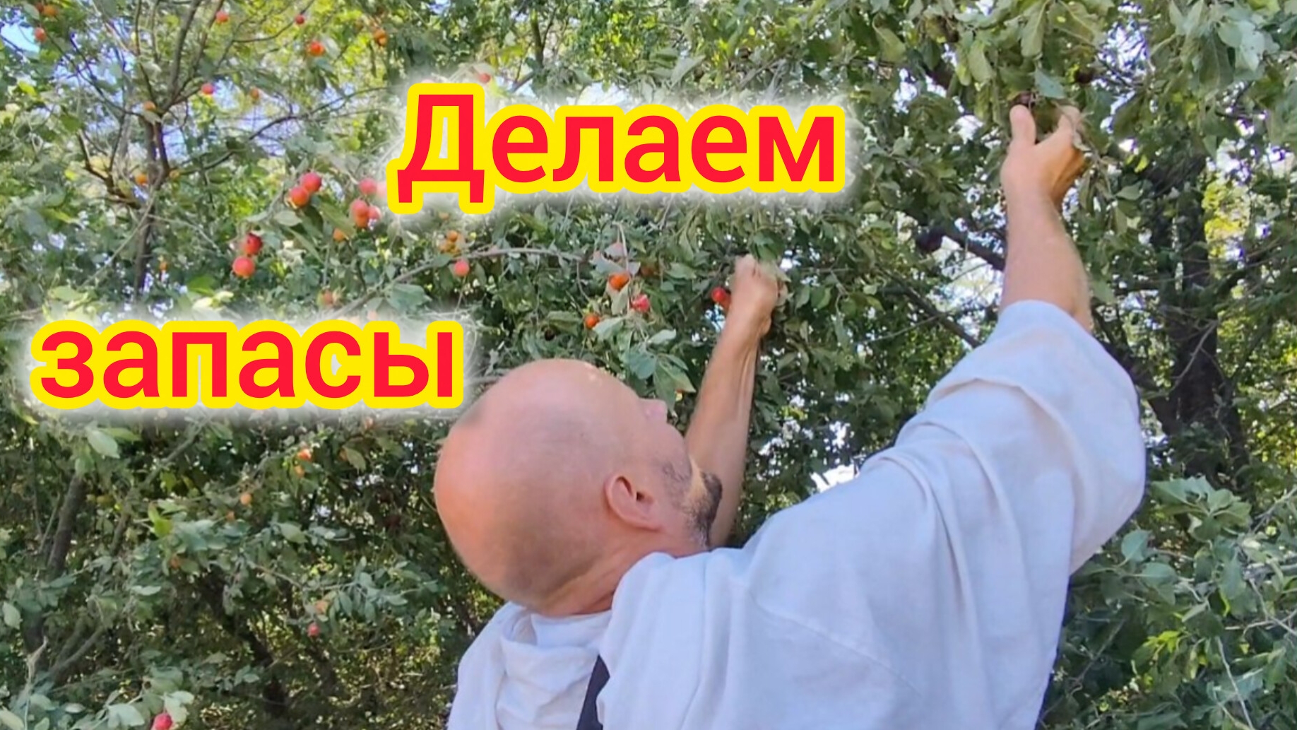 Хрюшки 🐷хотят ЖИТЬ/Смерчи под Ейском/Жрать нечего, собираем АЛЫЧУ😁