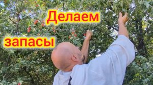 Хрюшки 🐷хотят ЖИТЬ/Смерчи под Ейском/Жрать нечего, собираем АЛЫЧУ😁
