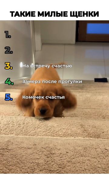 МИЛЫЕ ЩЕНКИ
