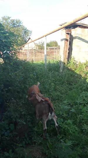 я и мои козы