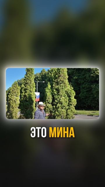 Ошибки при выращивании ТУИ