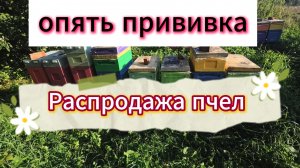 РАСПРОДАЖА пчел #пчеловодство #рек