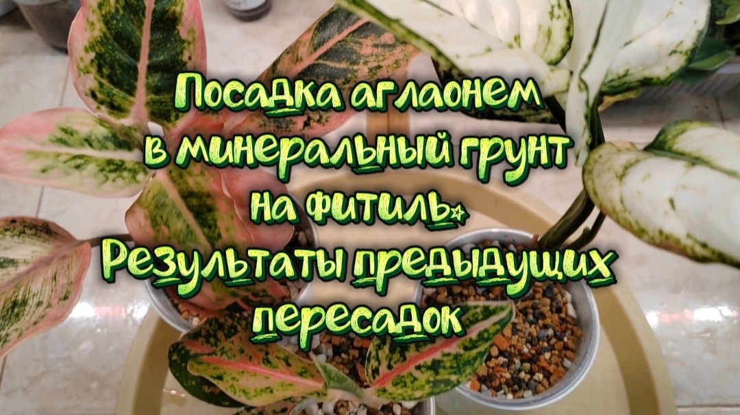 Посадка аглаонем на фитиль в минералку. Результаты предыдущих пересадок.
