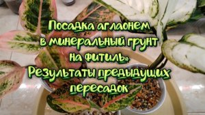 Посадка аглаонем на фитиль в минералку. Результаты предыдущих пересадок.