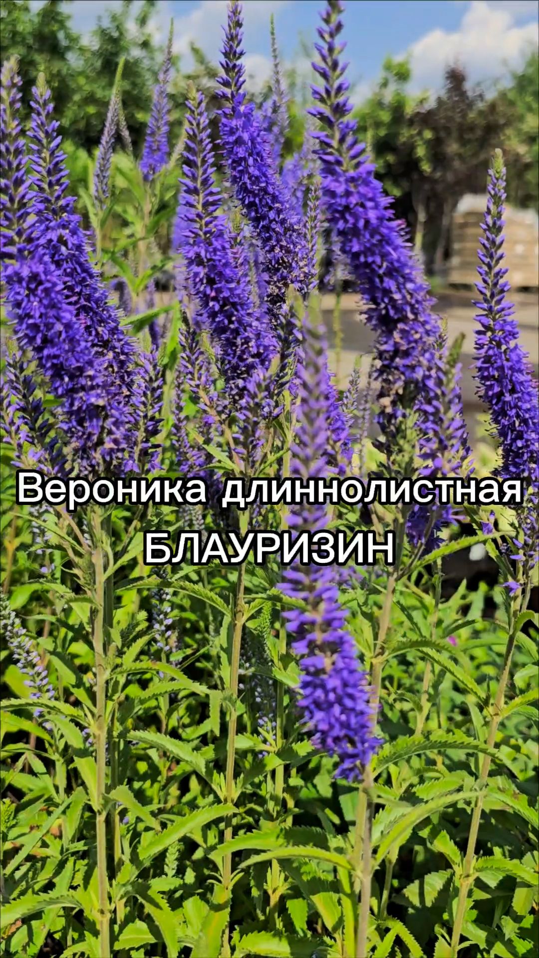 Очень эффектный и зимостойкий многолетник.