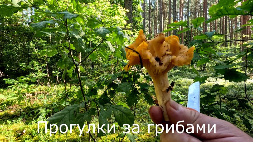 Прогулки за грибами. Во мховых лесах лисичек мало. Только сыроежки.
