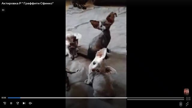 Котята питомника кошек  ГРАФФИТИ СФИНКС