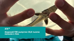 Амурский ГХК выпустил в реку Зею 10,6 тысячи мальков амурского осетра 🐟