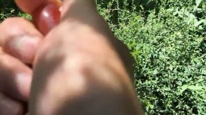 АЛЕКСАНДРИТ виноград селекции Писанки Олега. Виноград Тепловых +79900274169, +79900274170
