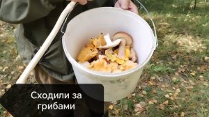 Прогулялись с Михалычем за грибами. 09-08-2026